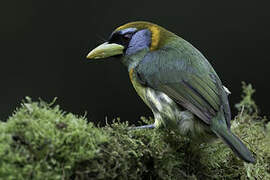 Red-headed Barbet