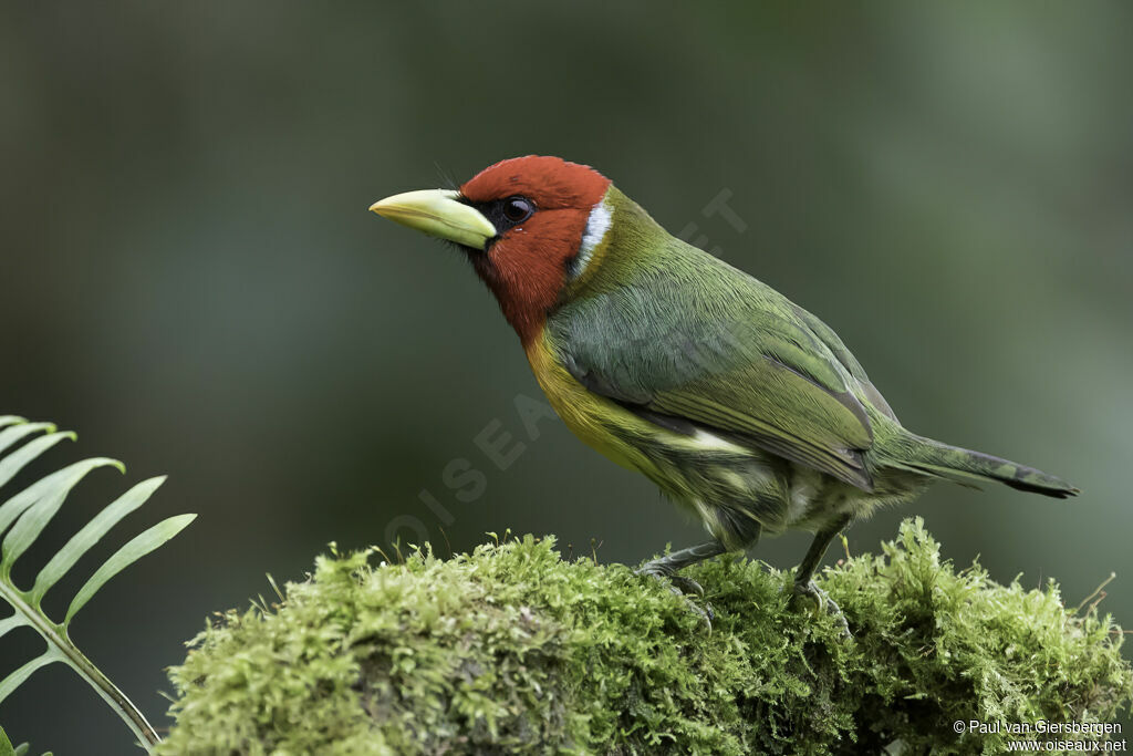 Red-headed Barbet male adult