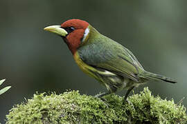 Red-headed Barbet