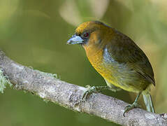 Prong-billed Barbet