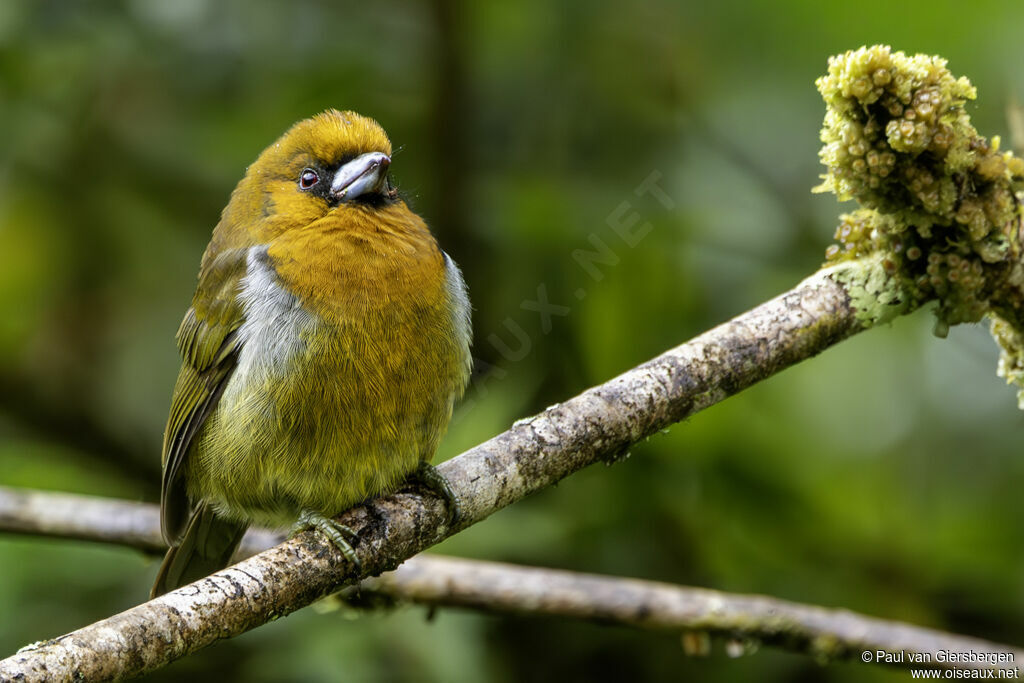 Cabézon de Frantzius