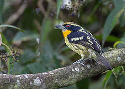 Gilded Barbet