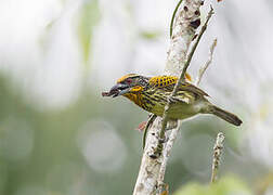 Gilded Barbet