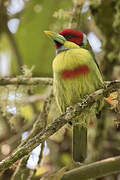 Versicolored Barbet