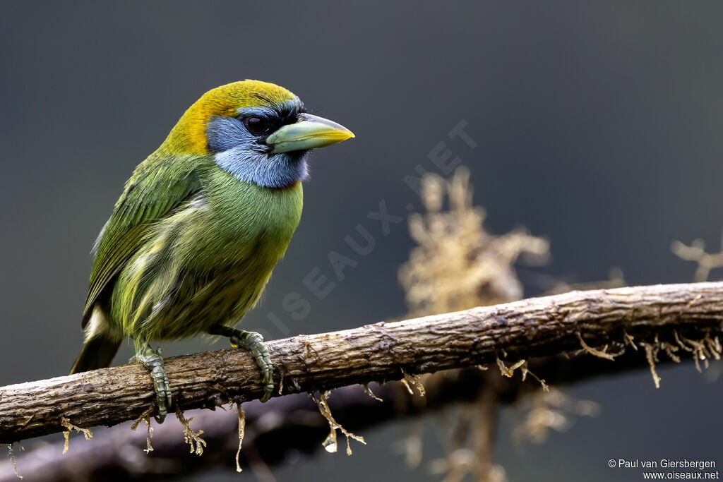Versicolored Barbet female adult