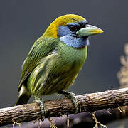 Versicolored Barbet