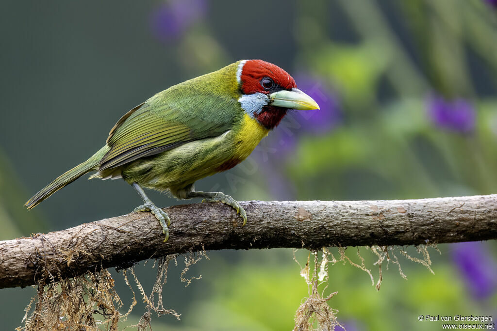 Versicolored Barbet male adult