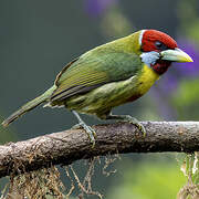 Versicolored Barbet
