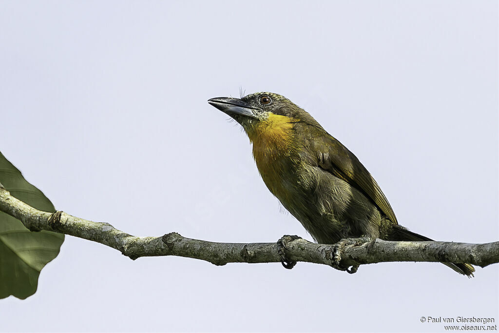 Scarlet-crowned Barbet female adult