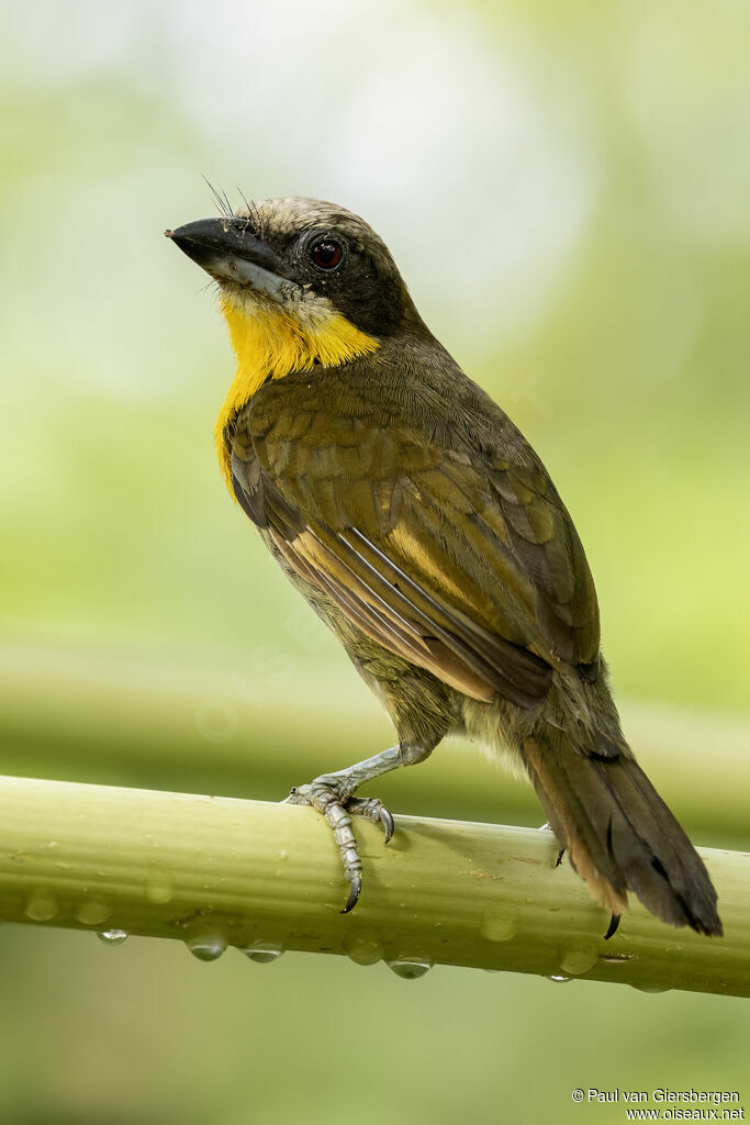 Scarlet-crowned Barbet female adult