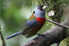 Toucan Barbet