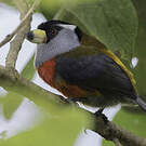 Cabézon toucan