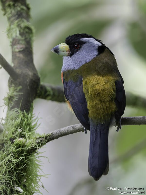 Cabézon toucanadulte