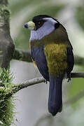 Toucan Barbet