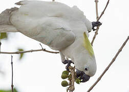 Sulphur-crested Cockatoo