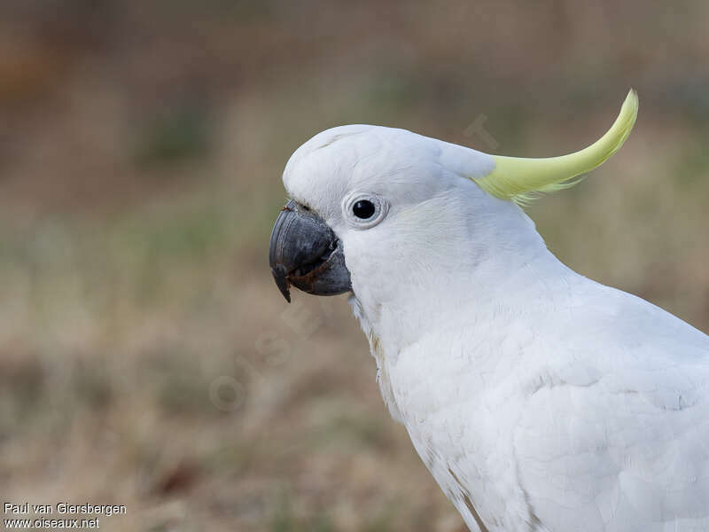 Cacatoès à huppe jauneadulte, portrait