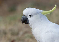 Sulphur-crested Cockatoo