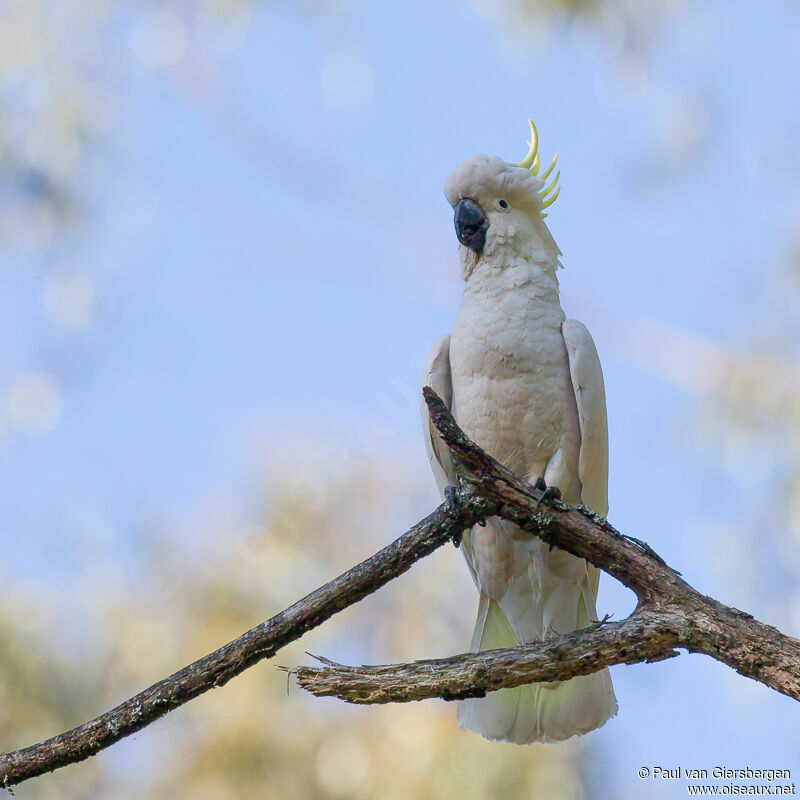 Sulphur-crested Cockatoo