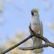 Sulphur-crested Cockatoo