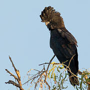 Red-tailed Black Cockatoo