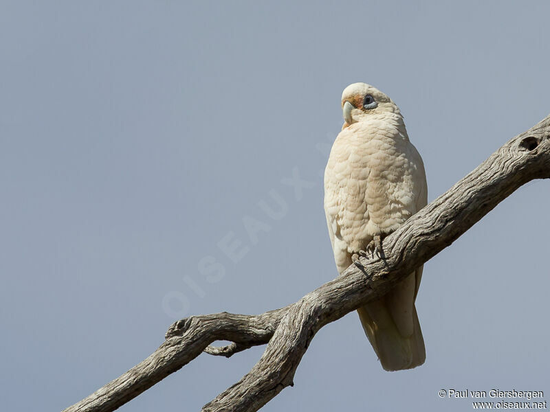 Cacatoès corella