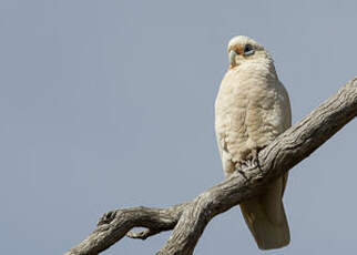 Cacatoès corella