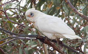 Little Corella