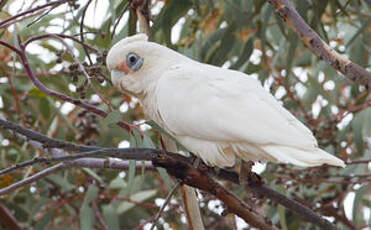 Cacatoès corella