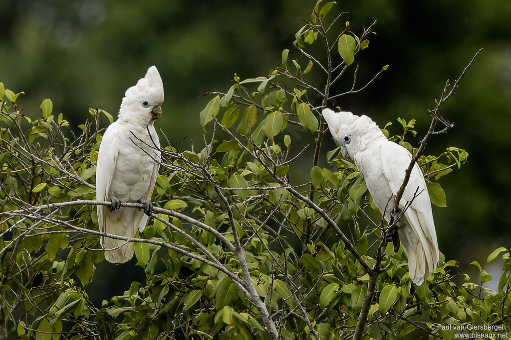 Solomons Corellaadult