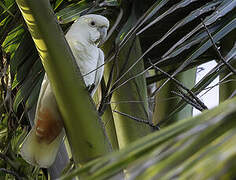 Red-vented Cockatoo