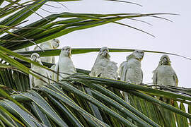 Red-vented Cockatoo