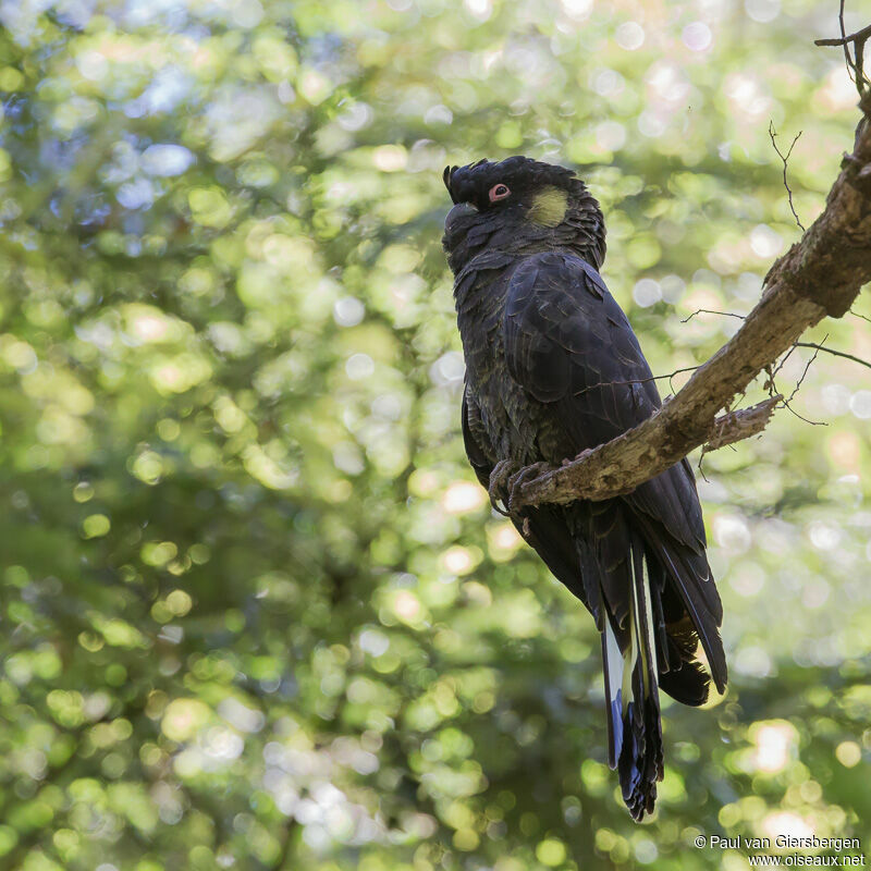 Yellow-tailed Black Cockatooadult