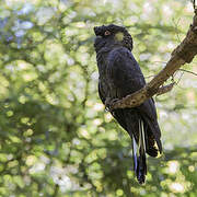 Yellow-tailed Black Cockatoo