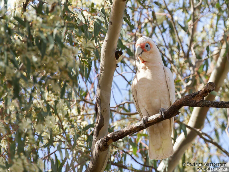 Long-billed Corella