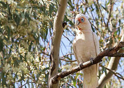 Long-billed Corella