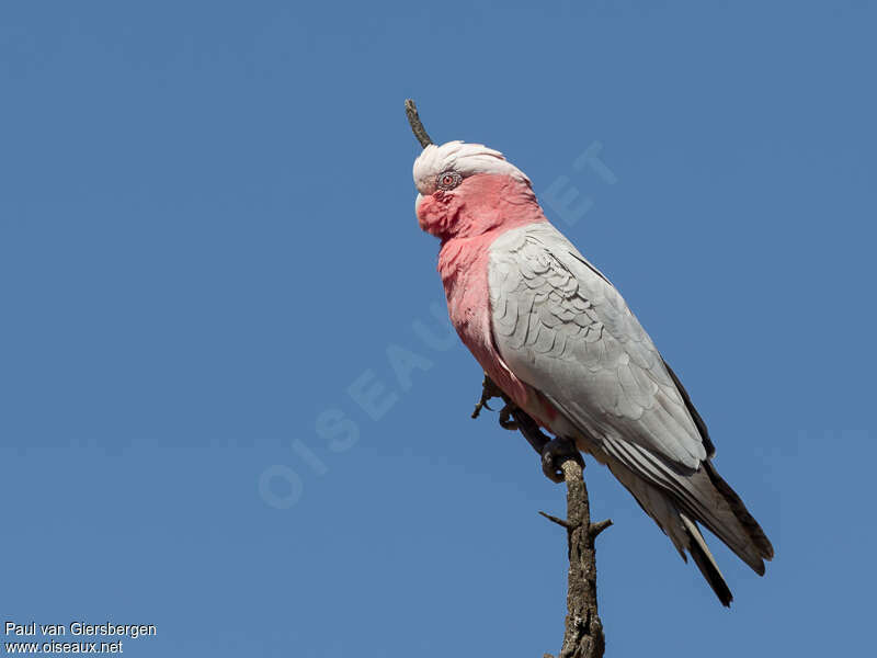 Galah female adult breeding, identification