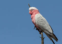 Galah