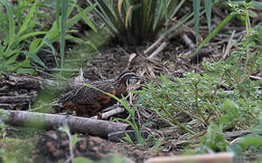 Harlequin Quail