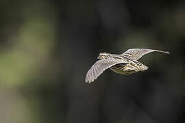 Common Quail