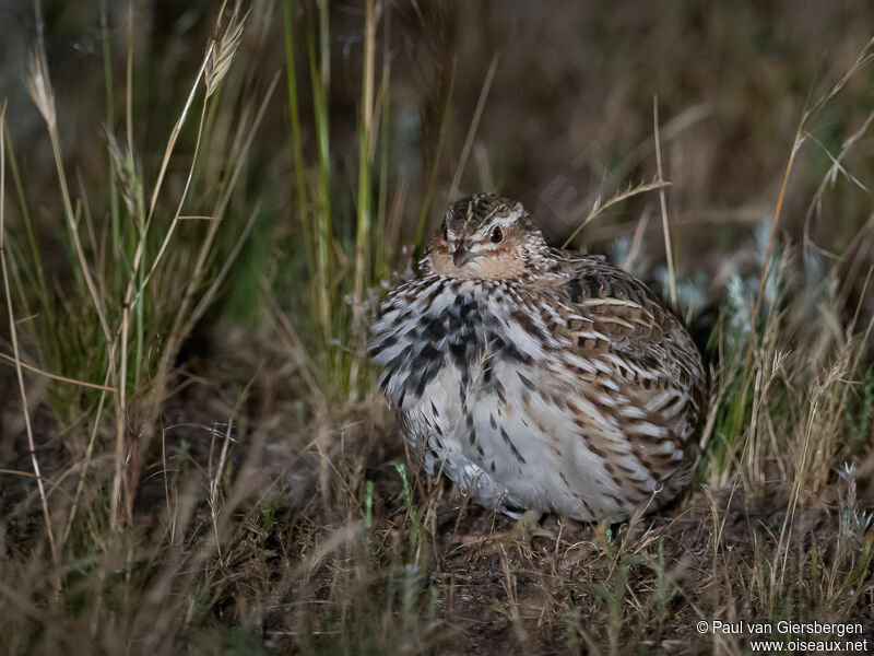 Stubble Quail