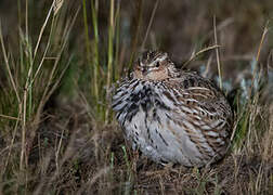 Stubble Quail