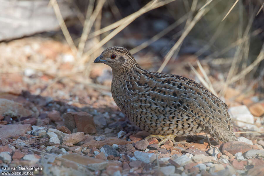 Brown Quailadult, identification