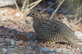 Brown Quail