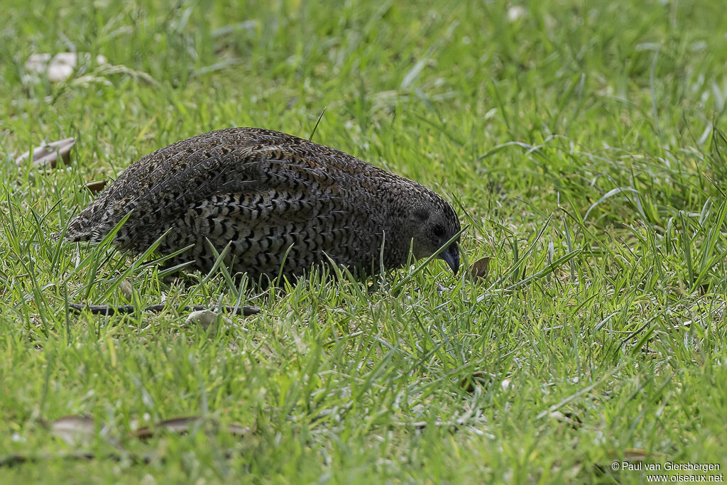 Brown Quailadult