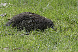 Brown Quail