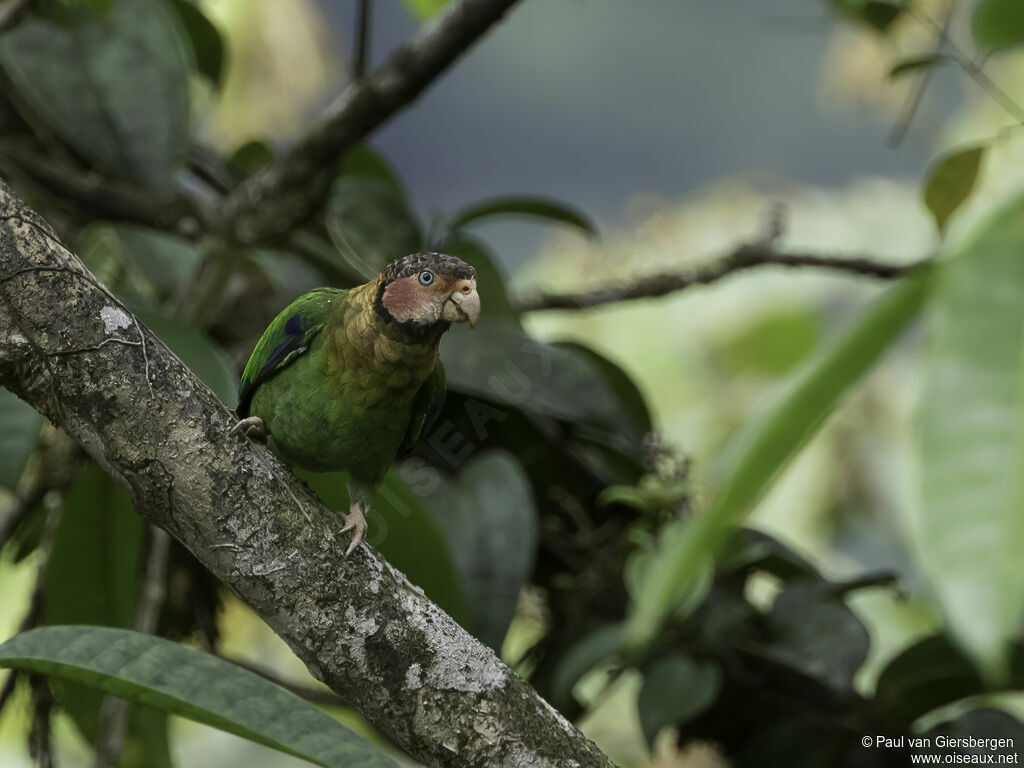 Rose-faced Parrotadult