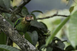 Rose-faced Parrot