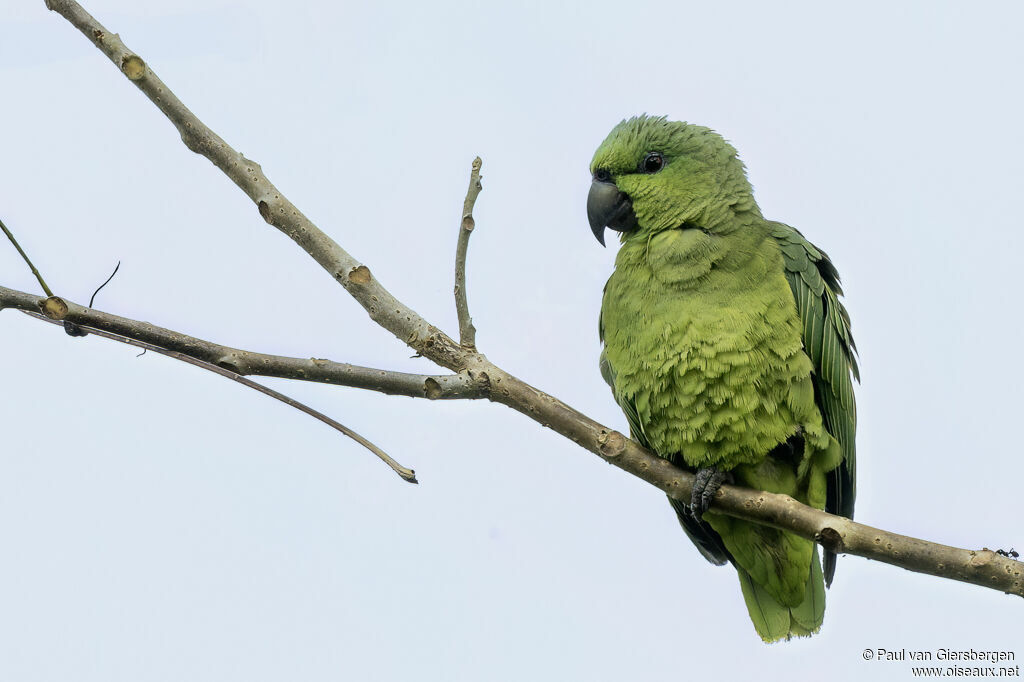 Short-tailed Parrotadult
