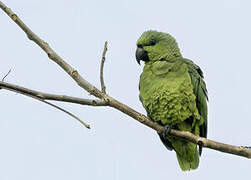 Short-tailed Parrot