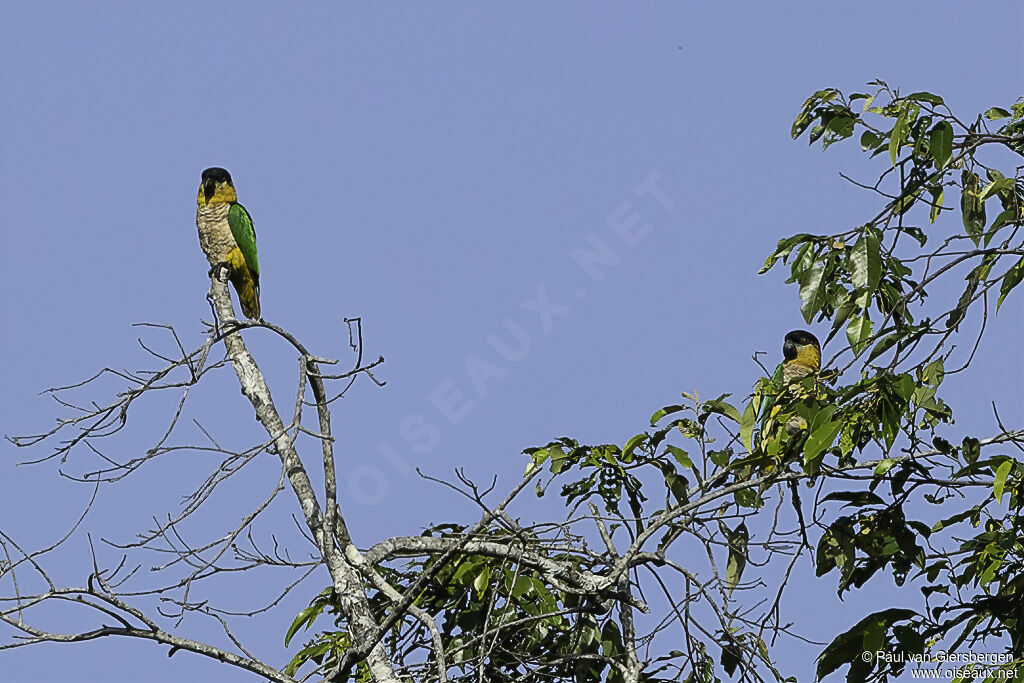 Black-headed Parrotadult